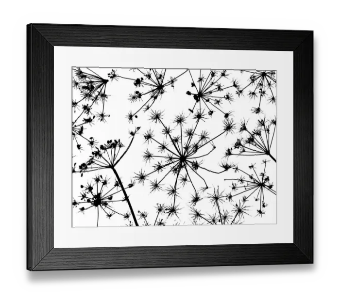 Framed Print : Hedge parsley (Torilis japonica) close up pattern of dead seed heads Framed Print : Hedge parsley (Torilis japonica) close up pattern of dead seed heads