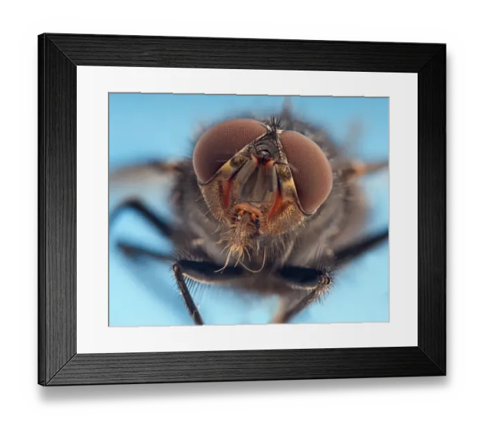 Framed Print : RF- Flesh fly (Sarcophaga) portrait Framed Print : RF- Flesh fly (Sarcophaga) portrait