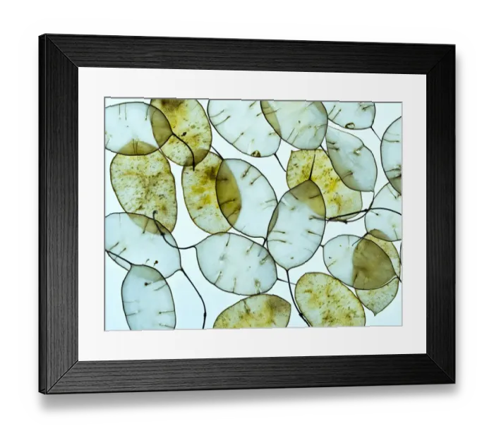 Framed Print : Honesty (Lunaria annua) seed pods Framed Print : Honesty (Lunaria annua) seed pods