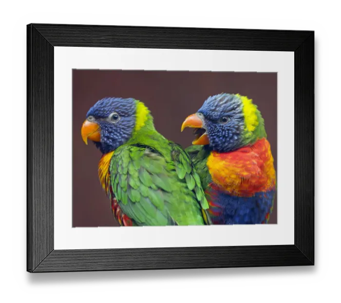 Framed Print : Rainbow lorikeet (Trichoglossus haematodus) captive, occurs in Australia Framed Print : Rainbow lorikeet (Trichoglossus haematodus) captive, occurs in Australia