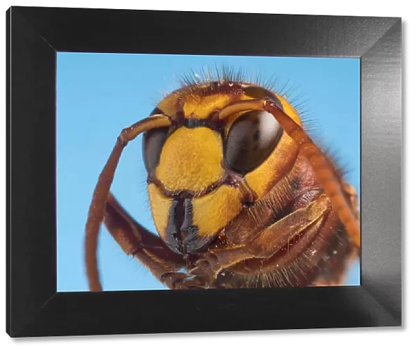 Hornet (Vespa crabro) close up of head