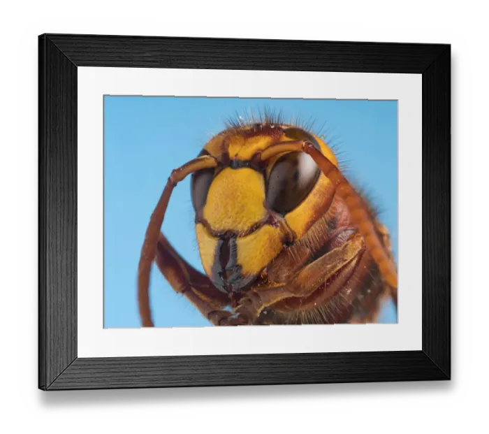 Framed Print : Hornet (Vespa crabro) close up of head Framed Print : Hornet (Vespa crabro) close up of head