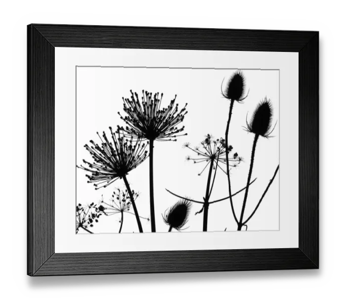 Framed Print : Teasel (Dipsacus fullonum), Hedge parsley (Torilis) and Allium seedhead silhouettes Framed Print : Teasel (Dipsacus fullonum), Hedge parsley (Torilis) and Allium seedhead silhouettes