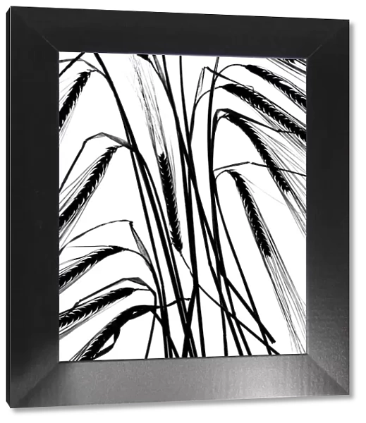 Ripe Barley (Hordeum vulgare) ears black and white backlit image