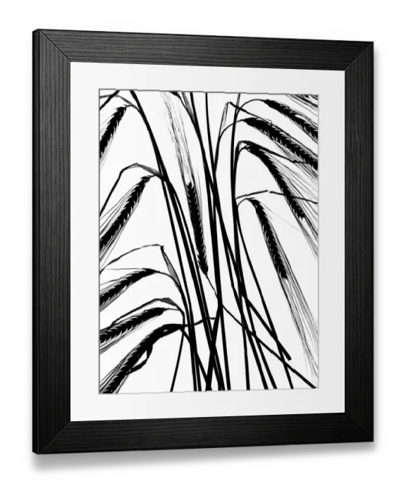 Framed Print : Ripe Barley (Hordeum vulgare) ears black and white backlit image Framed Print : Ripe Barley (Hordeum vulgare) ears black and white backlit image