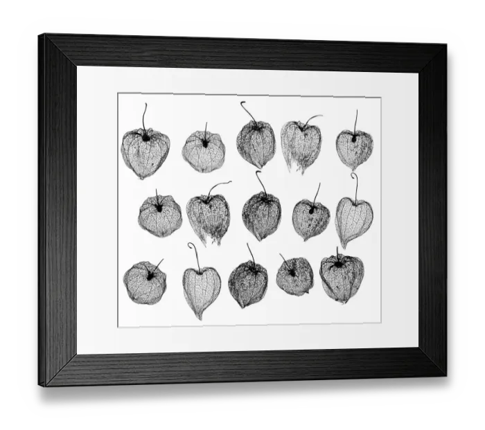 Framed Print : Chinese lanterns (Physalis alkekengi) skeletons, silhouette on white background Framed Print : Chinese lanterns (Physalis alkekengi) skeletons, silhouette on white background