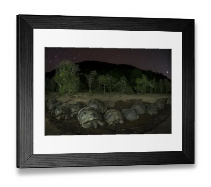Framed Print : Alcedo giant tortoise (Chelonoidis vandenburghi) group resting in water at night Framed Print : Alcedo giant tortoise (Chelonoidis vandenburghi) group resting in water at night