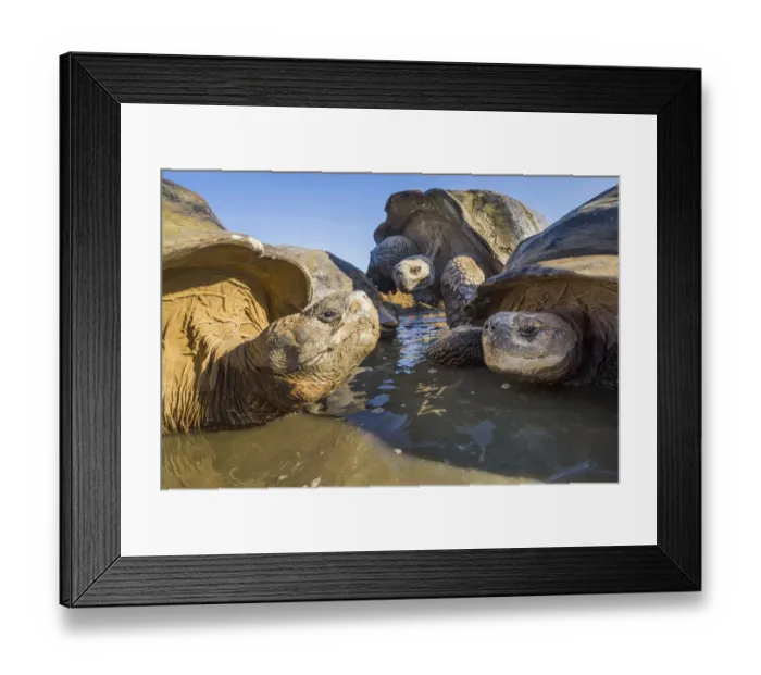 Framed Print : Alcedo giant tortoise (Chelonoidis vandenburghi) group resting in pool, Alcedo Volcano Framed Print : Alcedo giant tortoise (Chelonoidis vandenburghi) group resting in pool, Alcedo Volcano