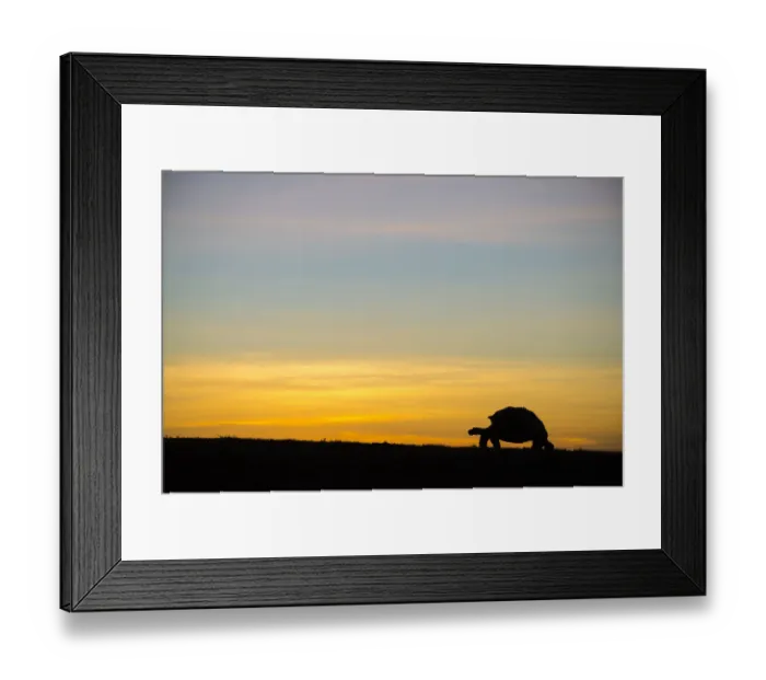 Framed Print : Alcedo giant tortoise (Chelonoidis vandenburghi) silhouetted at sunrise, Alcedo Volcano Framed Print : Alcedo giant tortoise (Chelonoidis vandenburghi) silhouetted at sunrise, Alcedo Volcano