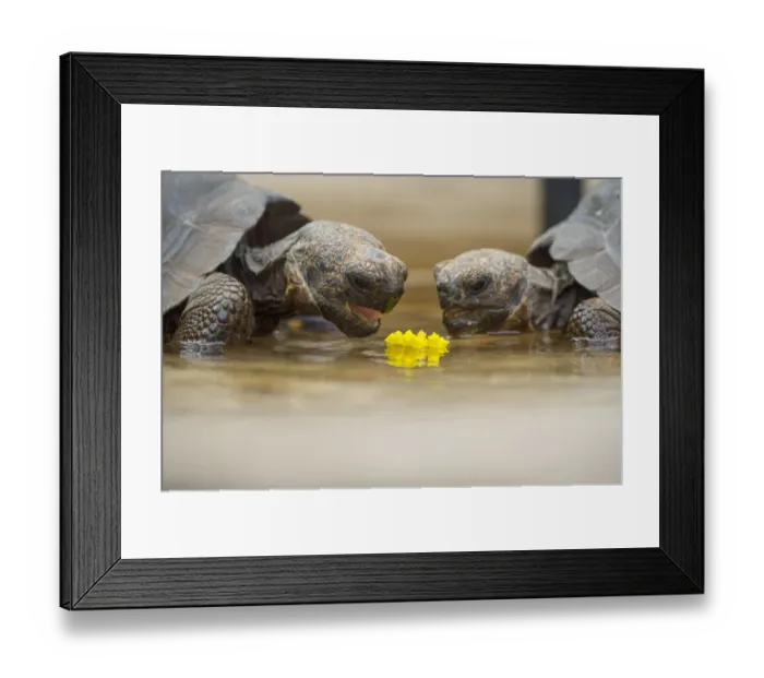 Framed Print : Floreana giant tortoise hybrid descendants (Chelonoidis elephantopus) feeding on flower Framed Print : Floreana giant tortoise hybrid descendants (Chelonoidis elephantopus) feeding on flower