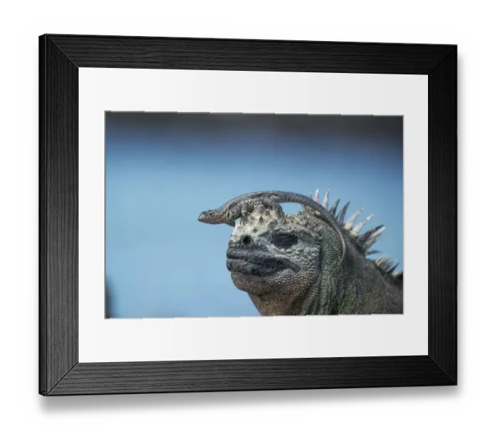 Framed Print : Galapagos lava lizard (Microlophus albemarlensis) sitting on Marine iguana (Amblyrhynchus Framed Print : Galapagos lava lizard (Microlophus albemarlensis) sitting on Marine iguana (Amblyrhynchus