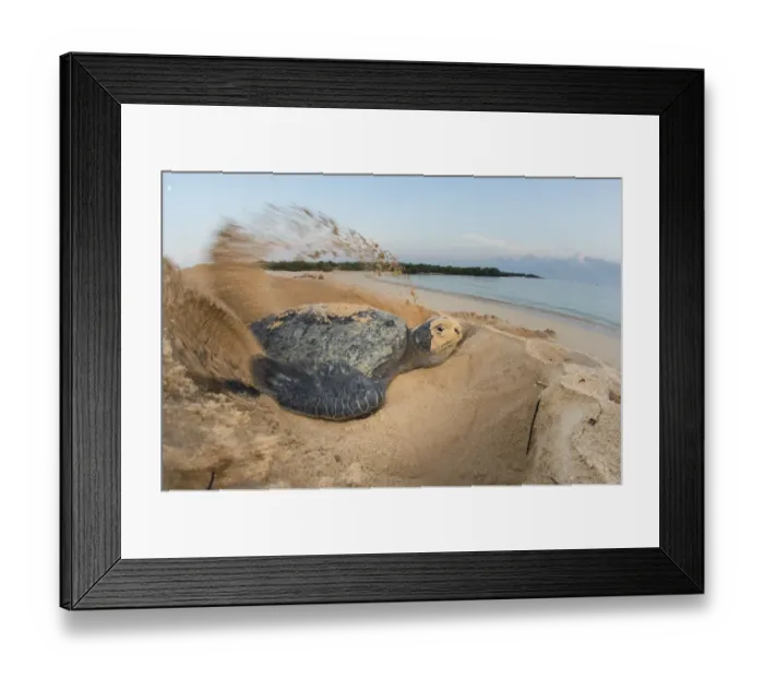 Framed Print : Green turtle (Chelonia mydas) female digging nest, North coast, Santa Cruz Island Framed Print : Green turtle (Chelonia mydas) female digging nest, North coast, Santa Cruz Island