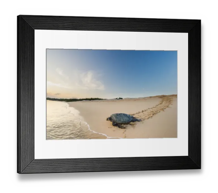 Framed Print : Green turtle (Chelonia mydas), female returning to the sea after egg laying, Puerto Pajas Framed Print : Green turtle (Chelonia mydas), female returning to the sea after egg laying, Puerto Pajas