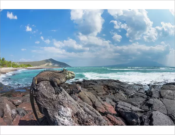 Marine iguana (Amblyrhynchus cristatus) on shore, Punta Moreno, Isabela Island, Galapagos