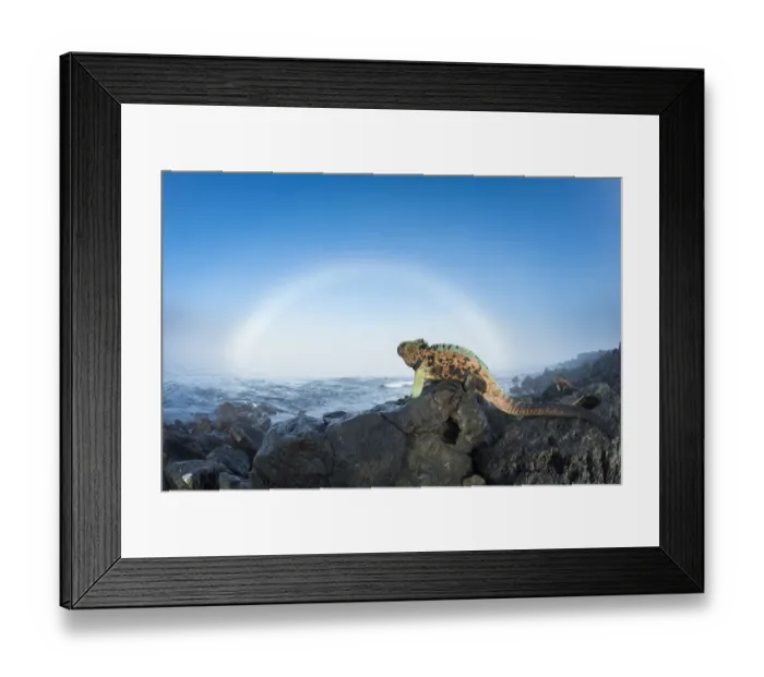 Framed Print : Marine iguana (Amblyrhynchus cristatus) males in breeding colouration on rocks, with sun halo Framed Print : Marine iguana (Amblyrhynchus cristatus) males in breeding colouration on rocks, with sun halo