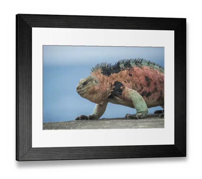 Framed Print : Marine iguana (Amblyrhynchus cristatus) male in breeding colouration, Cape Douglas Framed Print : Marine iguana (Amblyrhynchus cristatus) male in breeding colouration, Cape Douglas