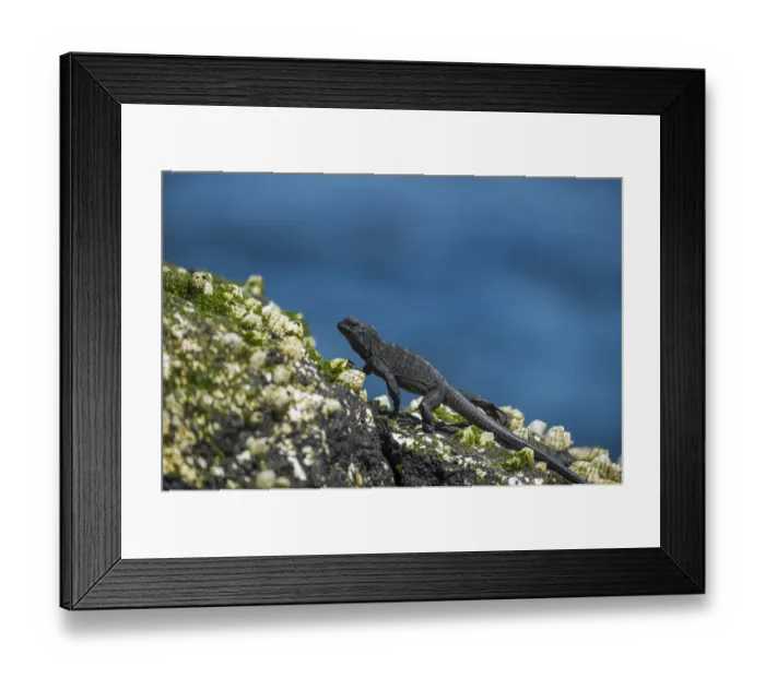 Framed Print : Marine iguana (Amblyrhynchus cristatus) juvenile walking across barnicles, Cape Douglas Framed Print : Marine iguana (Amblyrhynchus cristatus) juvenile walking across barnicles, Cape Douglas