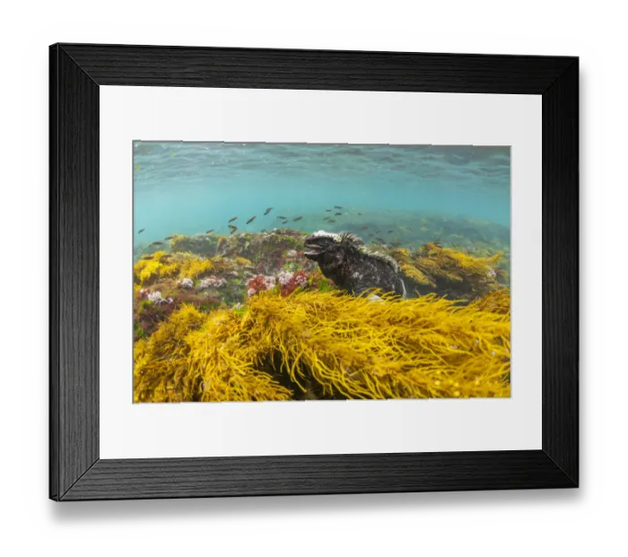 Framed Print : Marine iguana (Amblyrhynchus cristatus) in water, Puerto Egas, Santiago Island, Galapagos Framed Print : Marine iguana (Amblyrhynchus cristatus) in water, Puerto Egas, Santiago Island, Galapagos