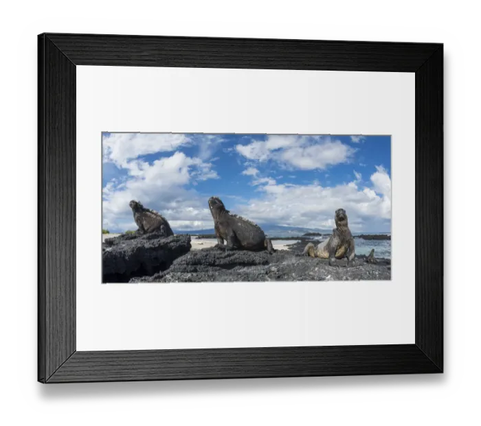 Framed Print : Marine iguana (Amblyrhynchus cristatus) group on coast, Cape Douglas, Fernandina Island Framed Print : Marine iguana (Amblyrhynchus cristatus) group on coast, Cape Douglas, Fernandina Island