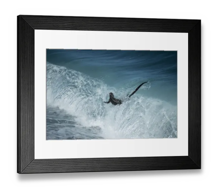 Framed Print : Marine iguana (Amblyrhynchus cristatus) in surf, Punta Espinosa, Fernandina Island Framed Print : Marine iguana (Amblyrhynchus cristatus) in surf, Punta Espinosa, Fernandina Island