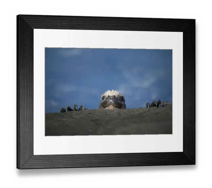 Framed Print : Marine iguana (Amblyrhynchus cristatus) peering over rocks, Punta Espinosa, Fernandina Island Framed Print : Marine iguana (Amblyrhynchus cristatus) peering over rocks, Punta Espinosa, Fernandina Island