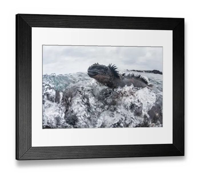Framed Print : Marine iguana (Amblyrhynchus cristatus) in the surf, Black Beach, Floreana Island Framed Print : Marine iguana (Amblyrhynchus cristatus) in the surf, Black Beach, Floreana Island