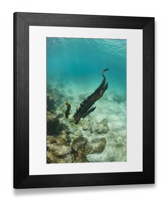 Framed Print : Marine iguana (Amblyrhynchus cristatus) swimming underwater, Sullivan Bay, Santiago Island Framed Print : Marine iguana (Amblyrhynchus cristatus) swimming underwater, Sullivan Bay, Santiago Island