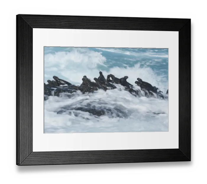 Framed Print : Marine iguana (Amblyrhynchus cristatus) group on rock in the waves, Cape Hammond Framed Print : Marine iguana (Amblyrhynchus cristatus) group on rock in the waves, Cape Hammond