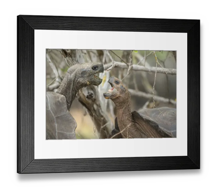 Framed Print : San Cristobal giant tortoises (Chelonoidis chatamensis), fighting, Galapaguera, San Framed Print : San Cristobal giant tortoises (Chelonoidis chatamensis), fighting, Galapaguera, San
