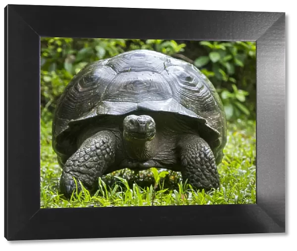 Western Santa Cruz giant tortoise (Chelonoidis porteri) portrait, Highlands, Santa Cruz Island