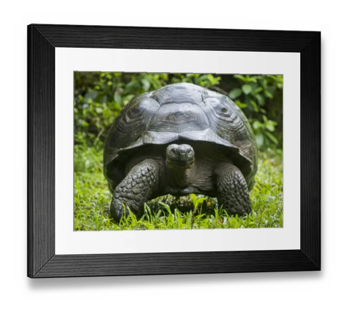 Framed Print : Western Santa Cruz giant tortoise (Chelonoidis porteri) portrait, Highlands, Santa Cruz Island Framed Print : Western Santa Cruz giant tortoise (Chelonoidis porteri) portrait, Highlands, Santa Cruz Island