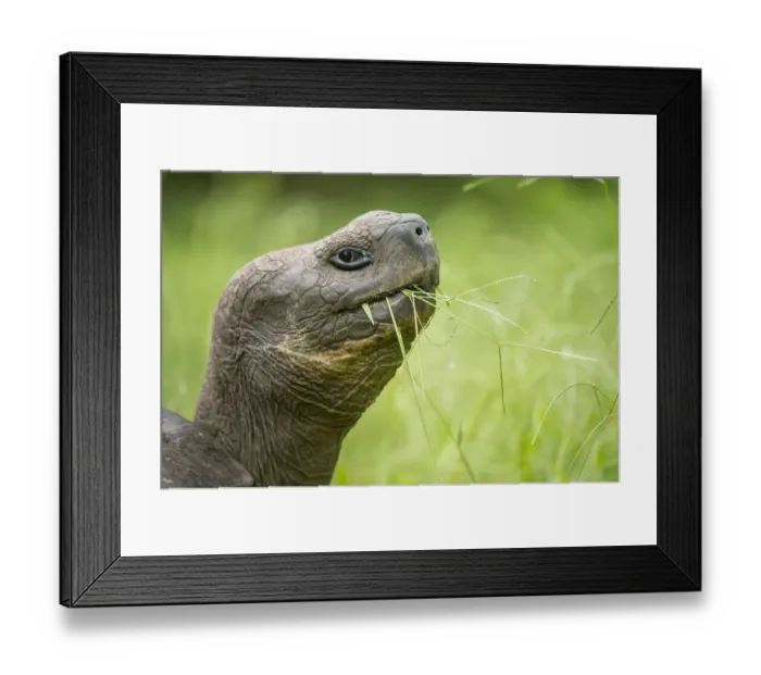 Framed Print : Western Santa Cruz giant tortoise (Chelonoidis porteri) feeding on grass, El Chato II Framed Print : Western Santa Cruz giant tortoise (Chelonoidis porteri) feeding on grass, El Chato II