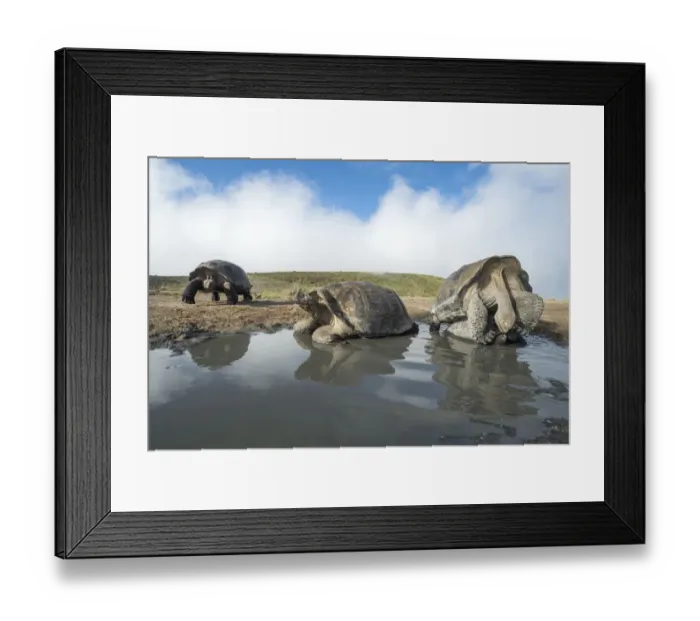 Framed Print : Alcedo giant tortoise (Chelonoidis vandenburghi) pair mating in shallow pool, with Framed Print : Alcedo giant tortoise (Chelonoidis vandenburghi) pair mating in shallow pool, with