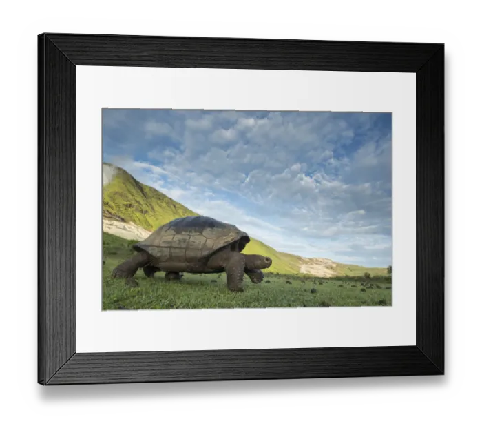 Framed Print : Alcedo giant tortoise (Chelonoidis vandenburghi) walking, Alcedo Volcano, Isabela Island Framed Print : Alcedo giant tortoise (Chelonoidis vandenburghi) walking, Alcedo Volcano, Isabela Island