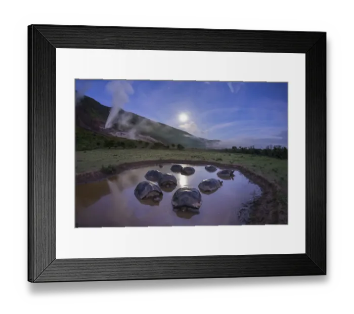 Framed Print : Alcedo giant tortoises (Chelonoidis vandenburghi) group resting in water to keep cool Framed Print : Alcedo giant tortoises (Chelonoidis vandenburghi) group resting in water to keep cool