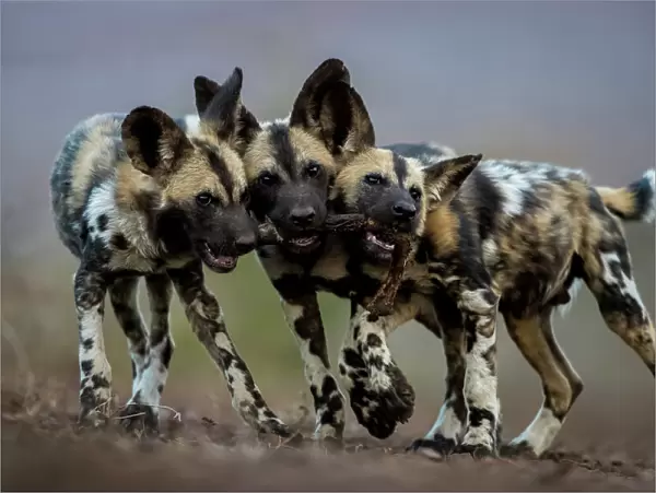 African wild dogs (Lycaon pictus) juveniles playing with the leg of an impala, trying