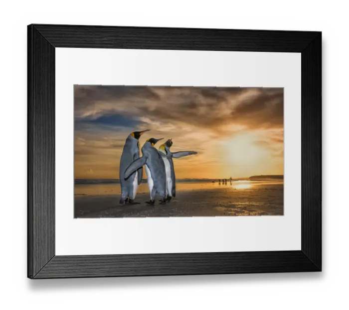 Framed Print : King penguins (Aptenodytes patagonicus) at sunrise Framed Print : King penguins (Aptenodytes patagonicus) at sunrise