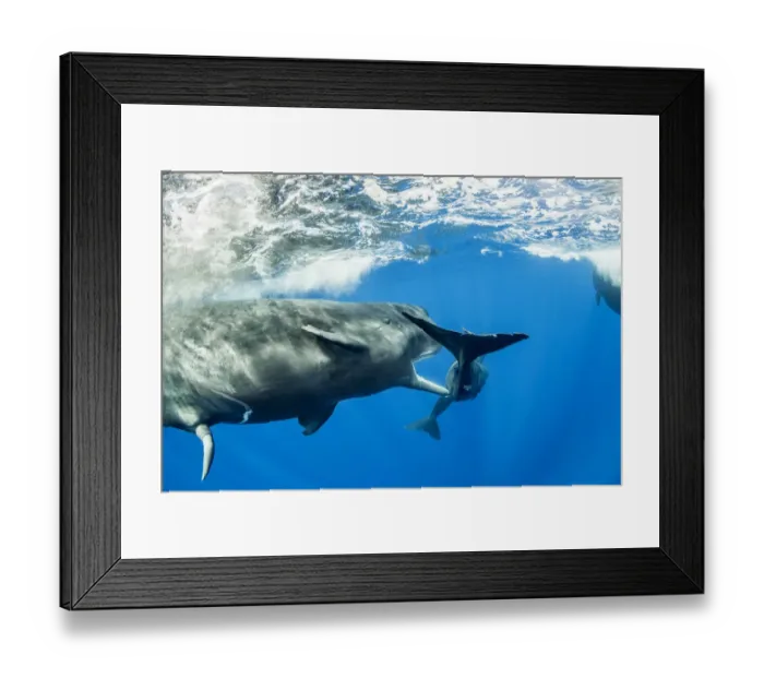 Framed Print : Sperm whale (Physeter macrocephalus) young male trying to copulate with a female Framed Print : Sperm whale (Physeter macrocephalus) young male trying to copulate with a female