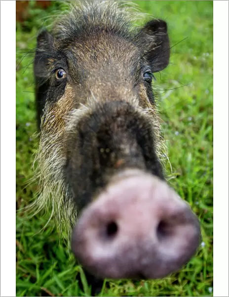 Bearded pig (Sus barbatus) close up of snout, Bako National Park, Sarawak, Borneo