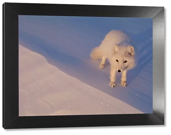 Arctic fox portrait {Vulpes lagopus} Ellesmere Northern territory, Canada