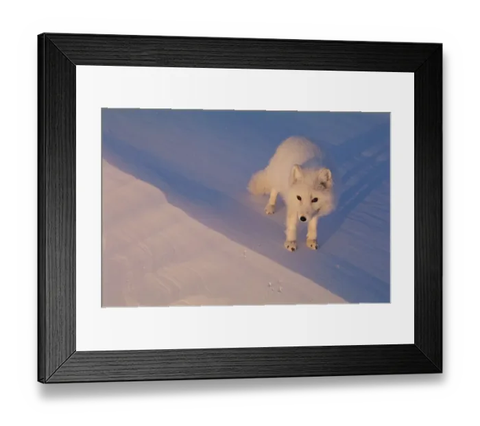 Framed Print : Arctic fox portrait {Vulpes lagopus} Ellesmere Northern territory, Canada Framed Print : Arctic fox portrait {Vulpes lagopus} Ellesmere Northern territory, Canada