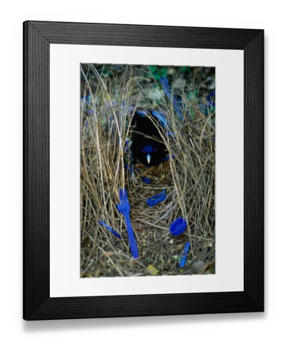 Framed Print : Satin bowerbird male at bower decorated with blue objects to attract mate, Lamington NP Framed Print : Satin bowerbird male at bower decorated with blue objects to attract mate, Lamington NP