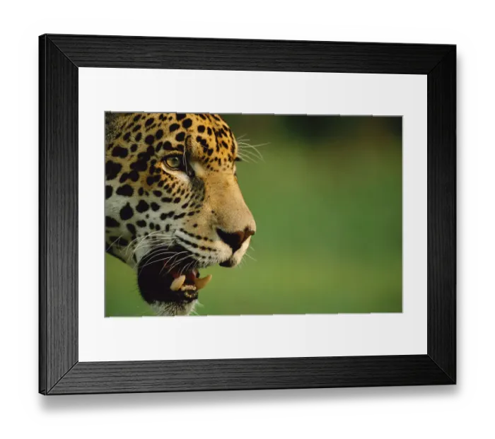 Framed Print : Jaguar head profile portrait {Panthera onca} captive, Pantanal, Brazil Framed Print : Jaguar head profile portrait {Panthera onca} captive, Pantanal, Brazil
