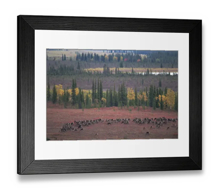 Framed Print : RF- Caribou herd (Rangifer tarandus) grazing on tundra. Kobuk Valley National Park, Alaska, USA Framed Print : RF- Caribou herd (Rangifer tarandus) grazing on tundra. Kobuk Valley National Park, Alaska, USA