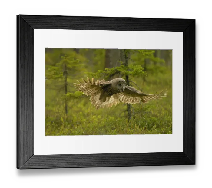 Framed Print : RF- Great grey owl (Strix nebulosa) in flight. Kuhmo, Finland Framed Print : RF- Great grey owl (Strix nebulosa) in flight. Kuhmo, Finland