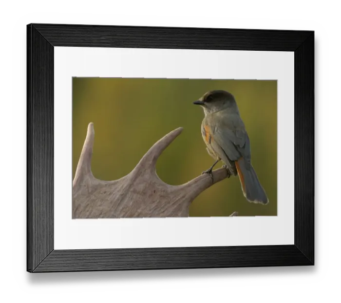 Framed Print : Siberian Jay {Perisoreus infaustus} perched on moose antler, Blaikfjallets NR, Sweden Framed Print : Siberian Jay {Perisoreus infaustus} perched on moose antler, Blaikfjallets NR, Sweden