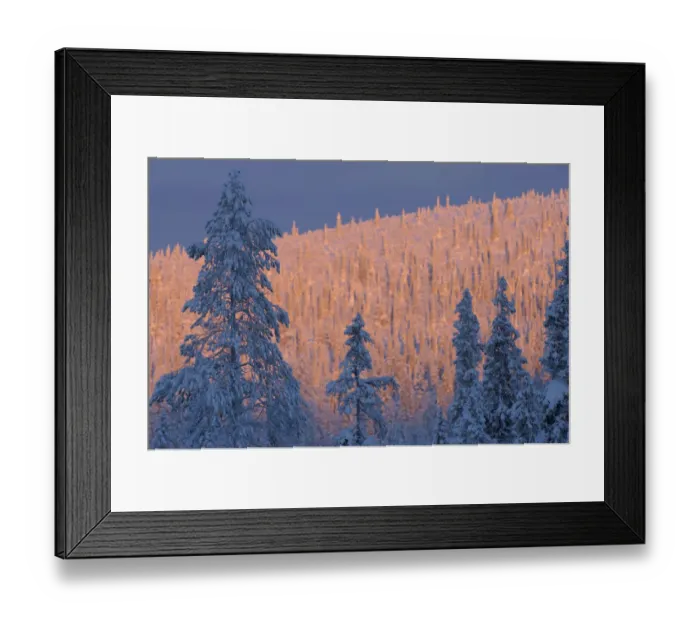 Framed Print : Virgin boreal forest, Muddus National Park, Lapland, Sweden Framed Print : Virgin boreal forest, Muddus National Park, Lapland, Sweden