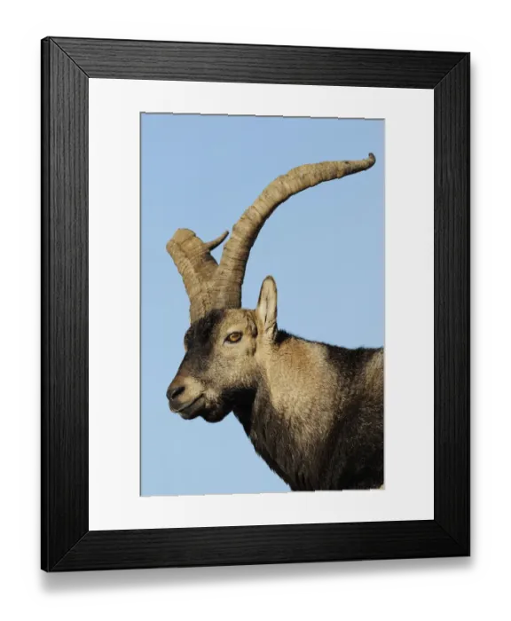 Framed Print : Male Spanish ibex (Capra pyrenaica) Sierra de Gredos, Spain, November 2008 Framed Print : Male Spanish ibex (Capra pyrenaica) Sierra de Gredos, Spain, November 2008