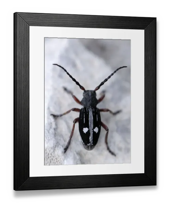 Framed Print : Longhorn beetle (Dorcadion equestre nogelli) Ignoussa Mountains, near Lake Kerkini Framed Print : Longhorn beetle (Dorcadion equestre nogelli) Ignoussa Mountains, near Lake Kerkini