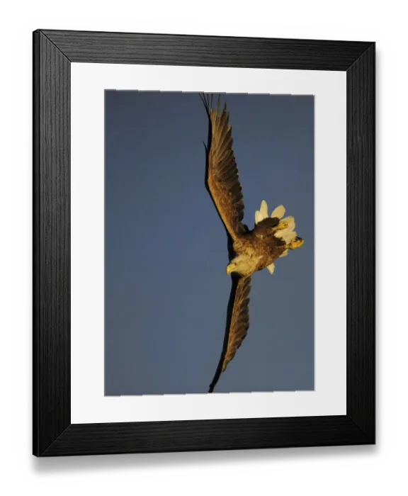 Framed Print : White tailed sea eagle (Haliaetus albicilla) in flight, Flatanger, Norway, June 2008 Framed Print : White tailed sea eagle (Haliaetus albicilla) in flight, Flatanger, Norway, June 2008
